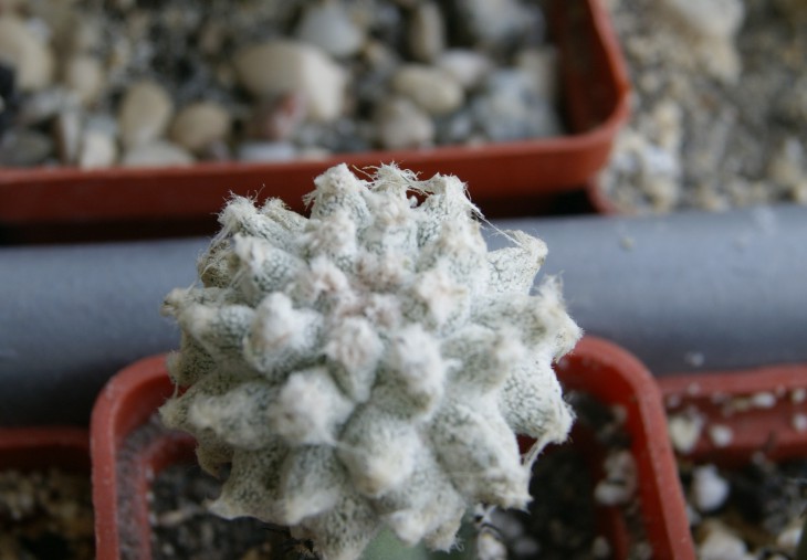 miriostigma cv. Lotus Lend