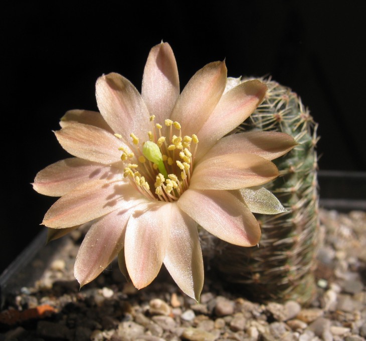 Mediolobivia rosalbiflora