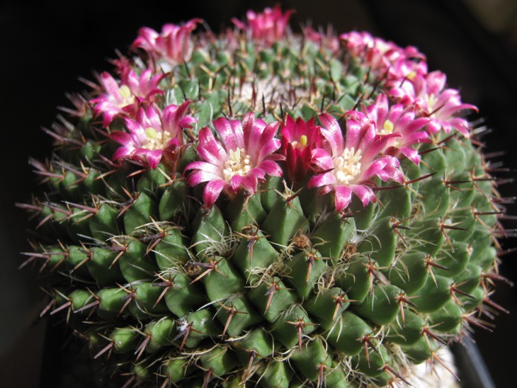 Mammillaria sp.