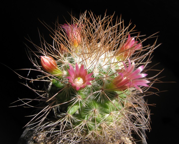 Mammillaria leptacantha