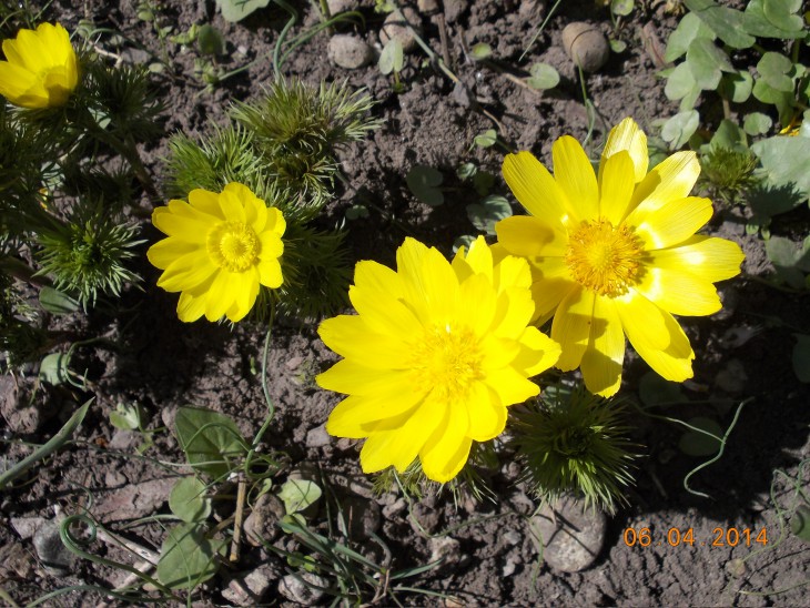 Adonis vernalis