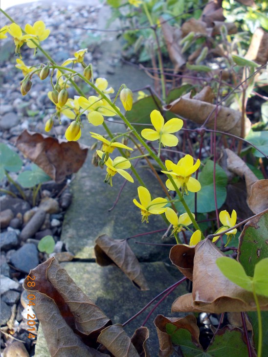 Epimedium1