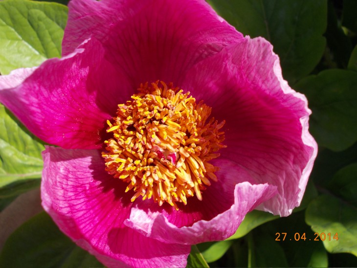 Paeonia caucasica
