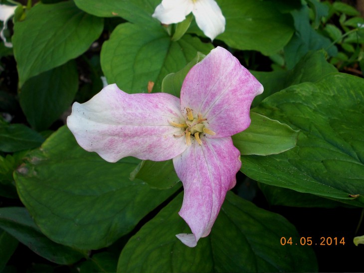 Trillium2