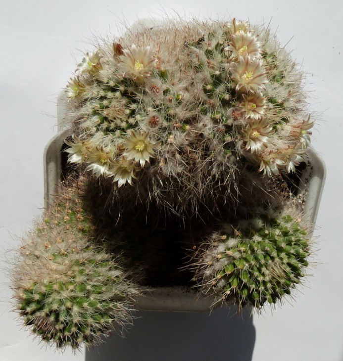Mammillaria nejapensis