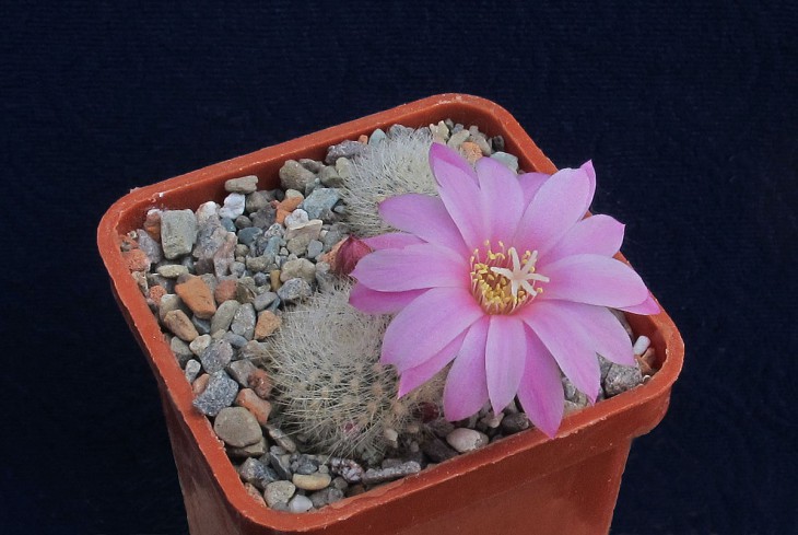 Aylostera narvaecensis