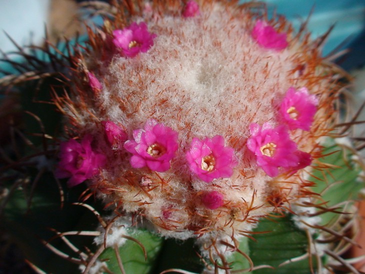 Первое цветение Melocactus matanzanus