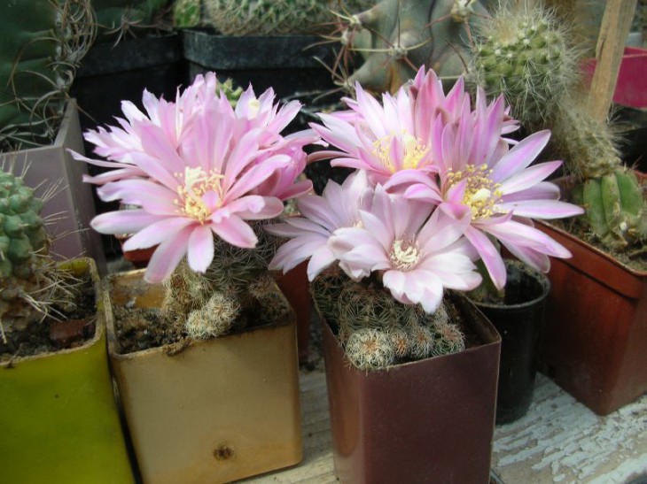 gym_bruchii_albispinum_.JPG