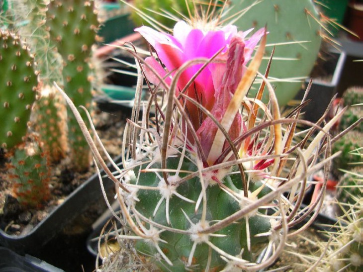 scleroc_schleserii_SB1015.JPG