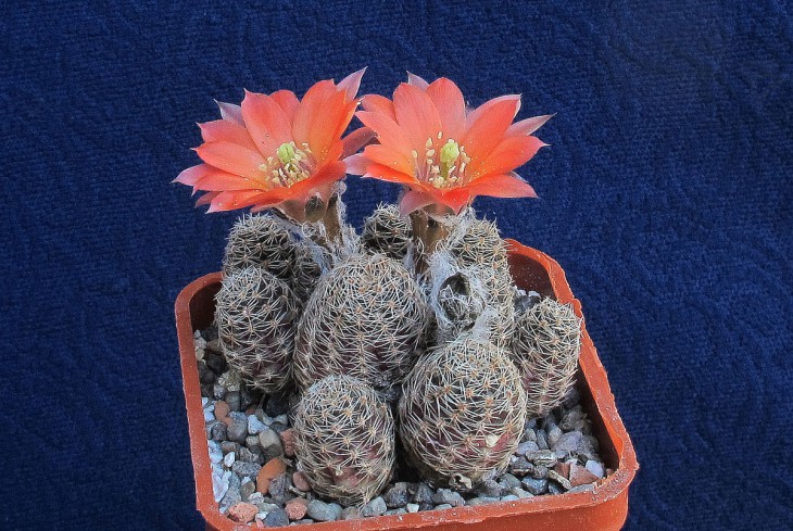 Mediolobivia pygmaea v.orurensis