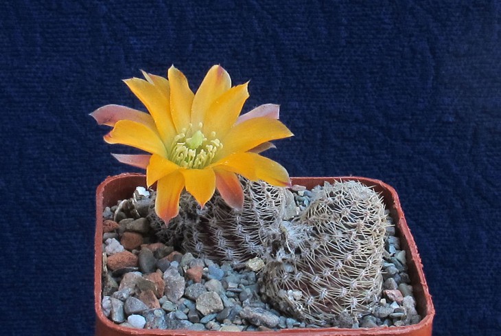 Mediolobivia pygmaea v.diersiana