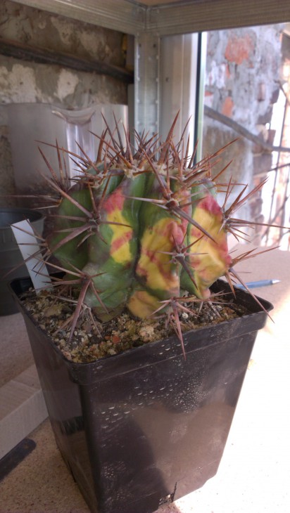 IMAG0112.jpg