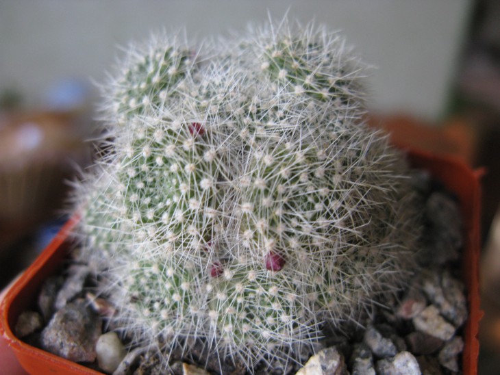 Rebutia ?