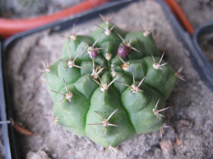 Gymnocalicium ?