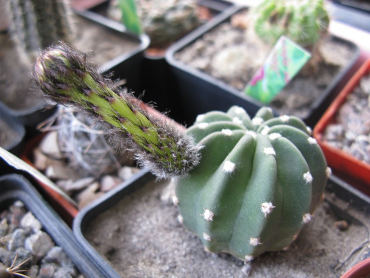 Echinopsis subdenudata