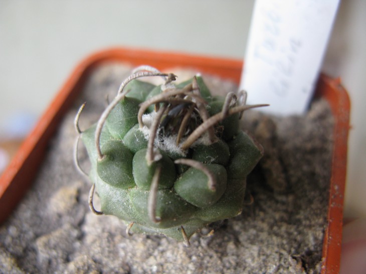 T.klinkerianus