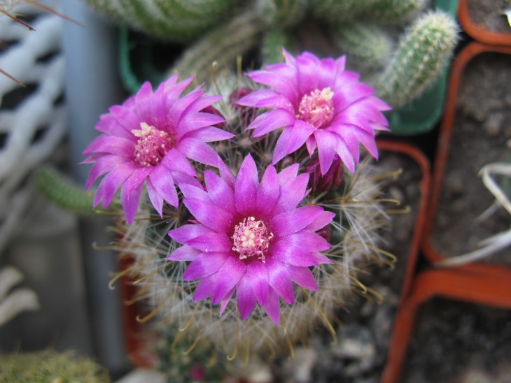 M.zeilmanniana