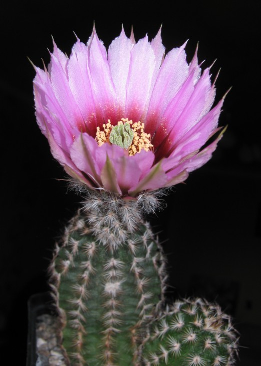 Echinocereus fitchii v. albertii