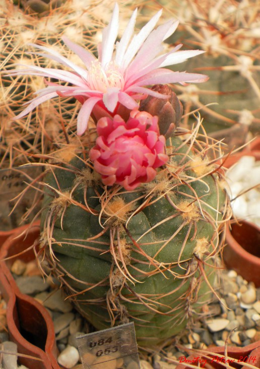 Gymnocalycium	gaponii