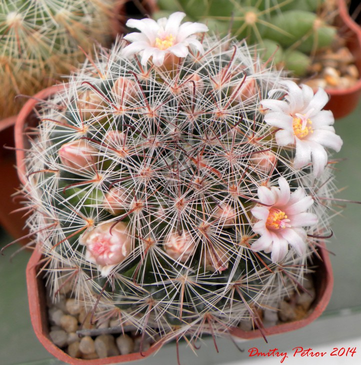 Mammillaria jaliscana