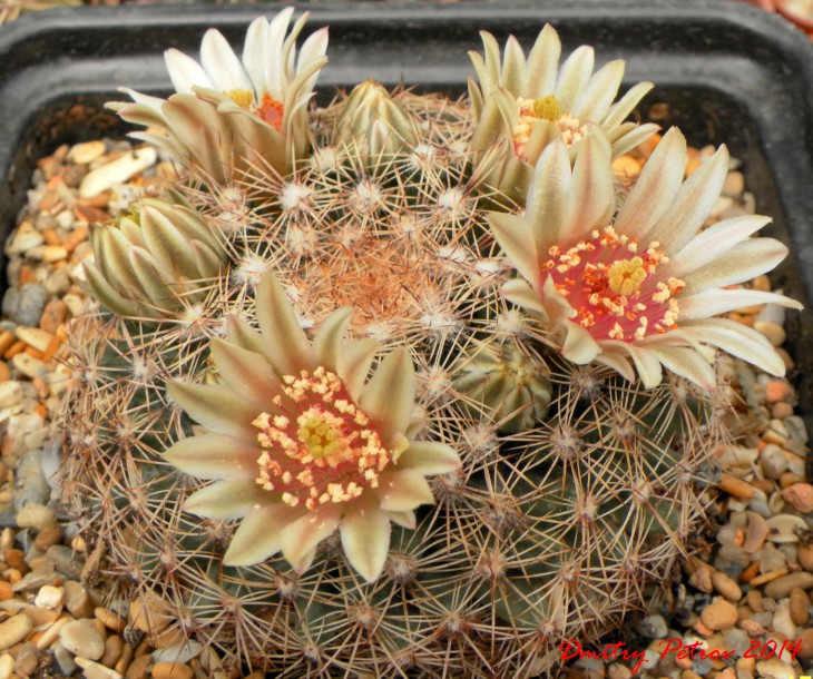 Mammillaria haemisphaerica