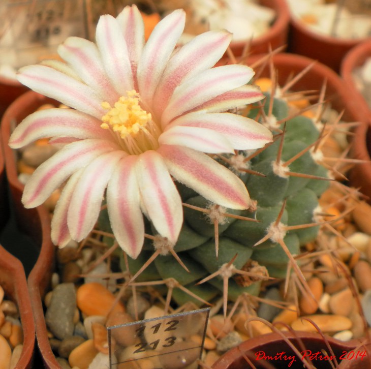 Mammillaria boelderliana