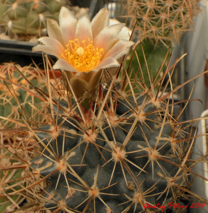 Ancistrocactus  scheerii  MK 153.448