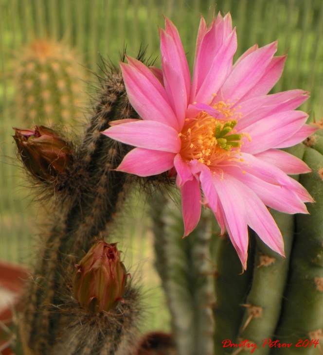 Wilcoxia	schmollii