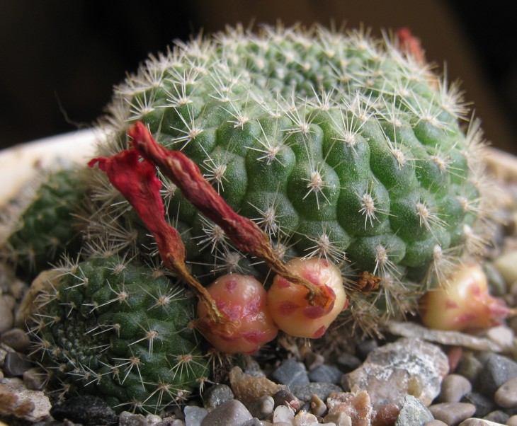 Rebutia minuscula
