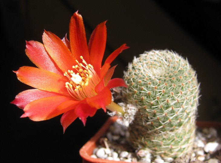 Rebutia albopectinata