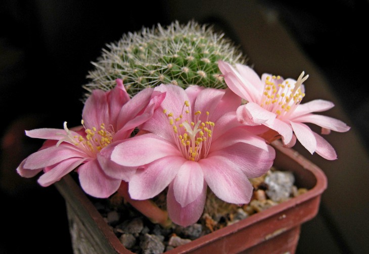 Rebutia kariusiana