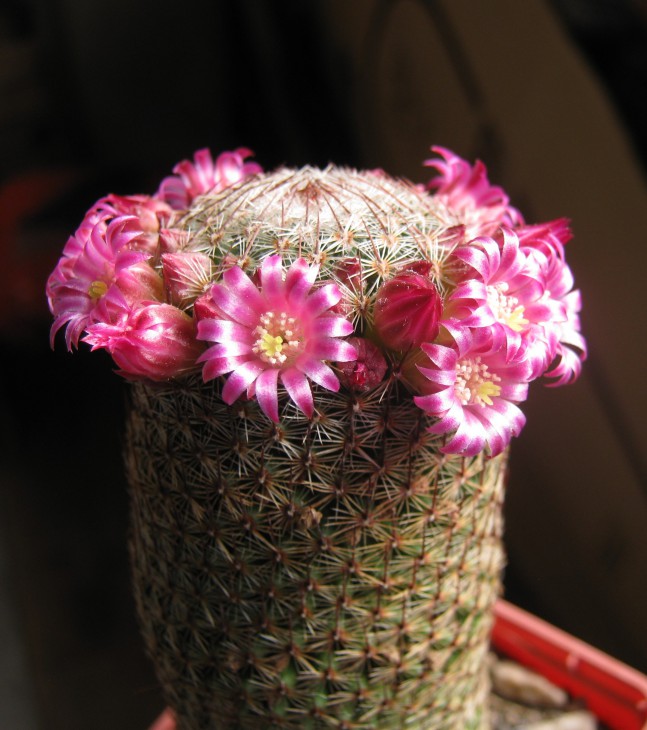 Mammillaria matudae