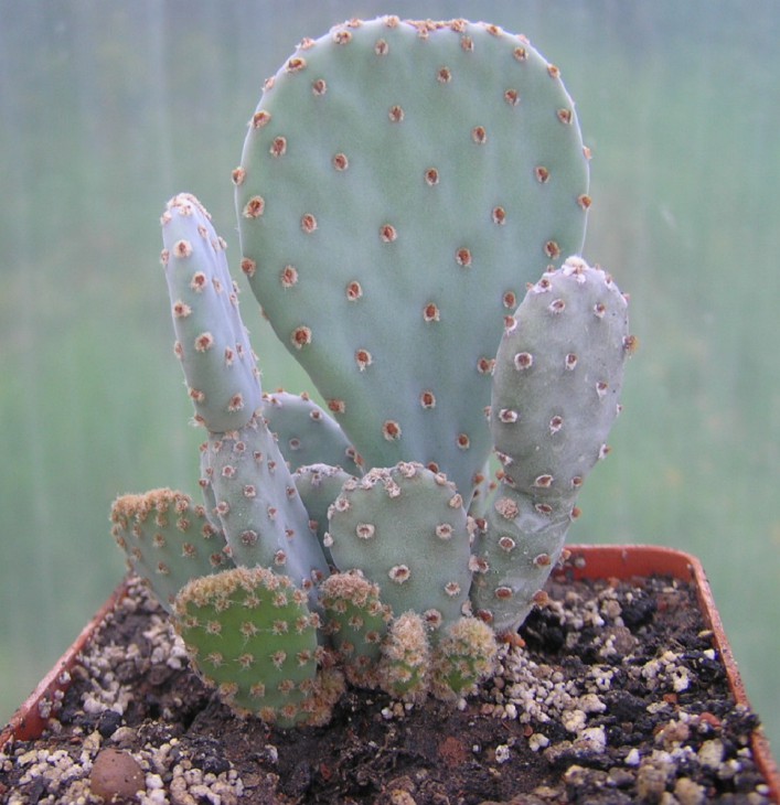 Opuntia basilaris Typ.JPG