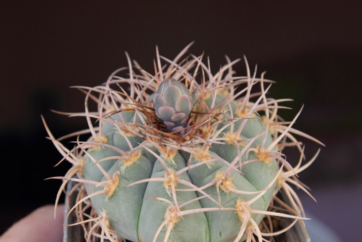 gymnocalycium cardenasianum