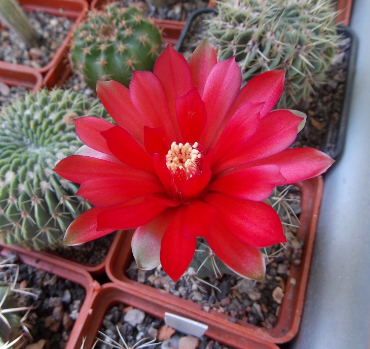 Gymnocalycium baldianum