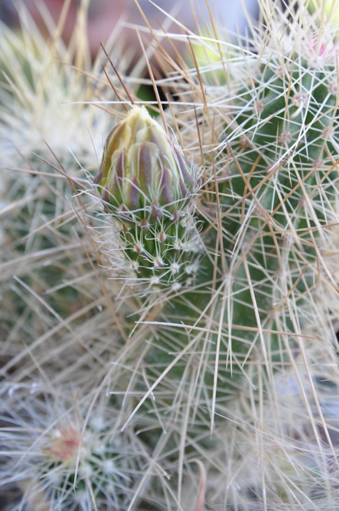 DSC_0036.jpg