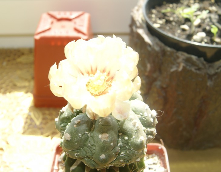 asterias cv.kiko
