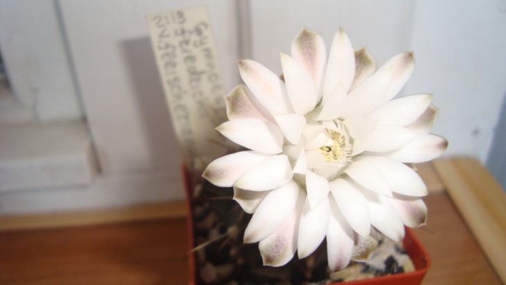 G. friеdrichii v. fleischerianum