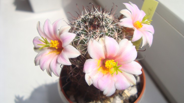 M. hutchisoniana