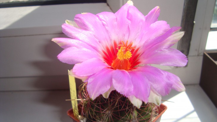 Thelocactus bicolor v. schwarzii