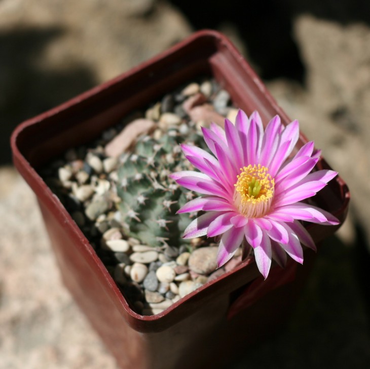echinocereus amoenus ssp venustus