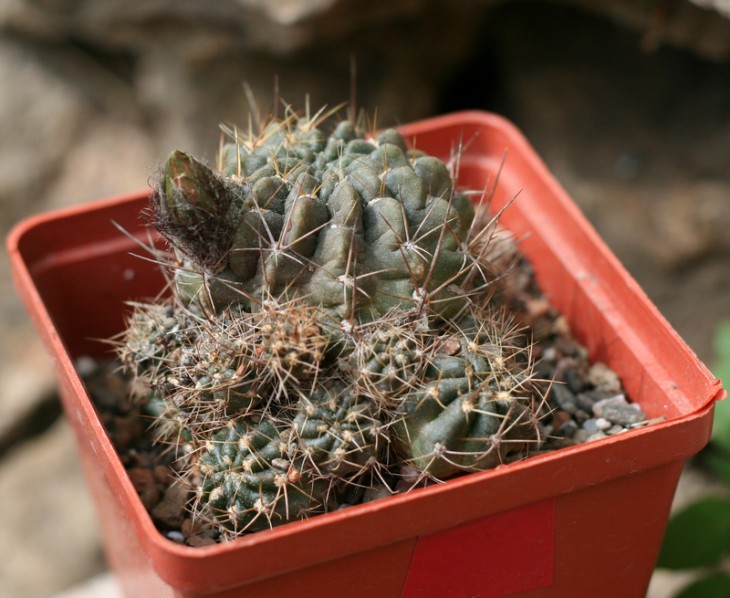 lobivia binghamiana