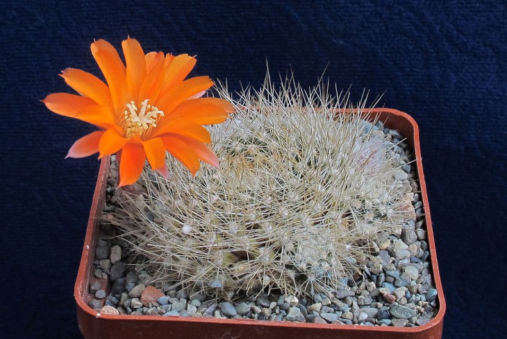 Aylostera flavistyla