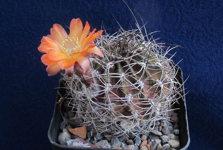 Lobivia sanguiniflora