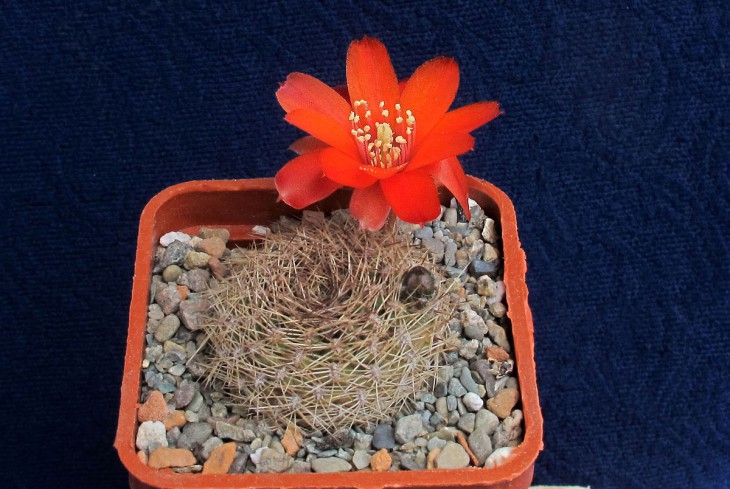 Mediolobivia brunescens