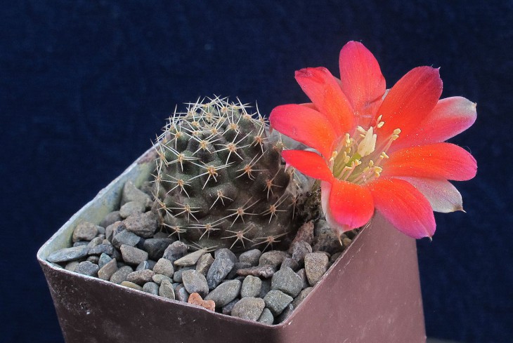 Mediolobivia pectinata KK 974