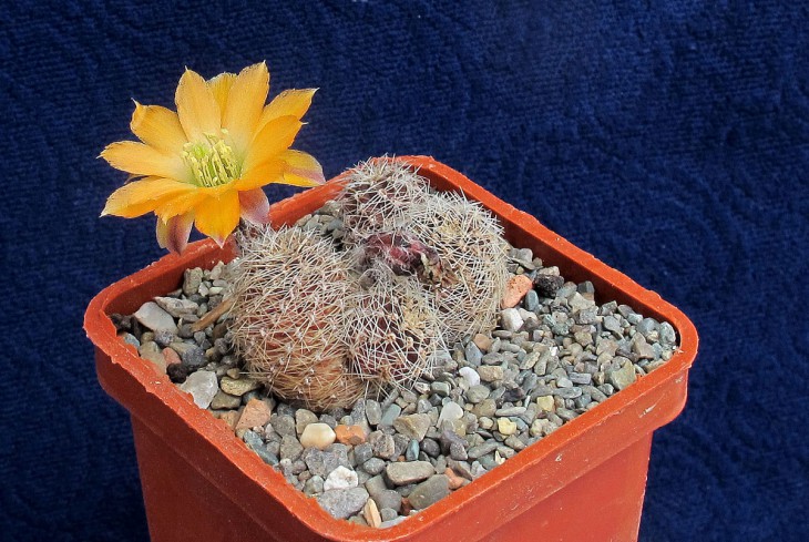 Mediolobivia pygmaea v_knizei