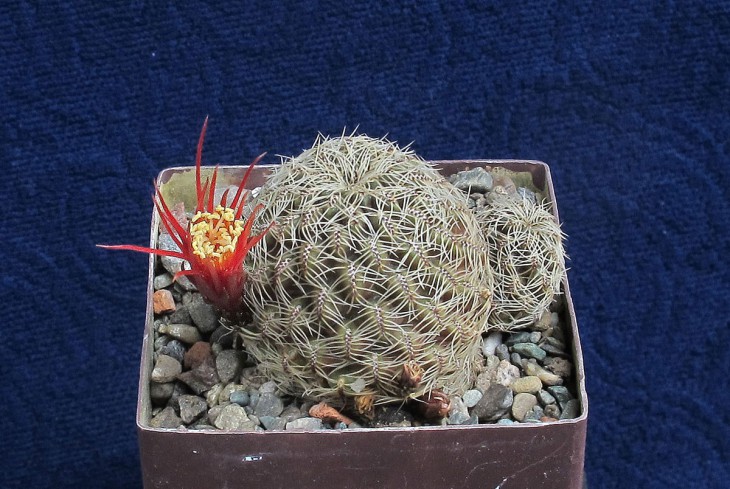 Sulcorebutia KK 1961