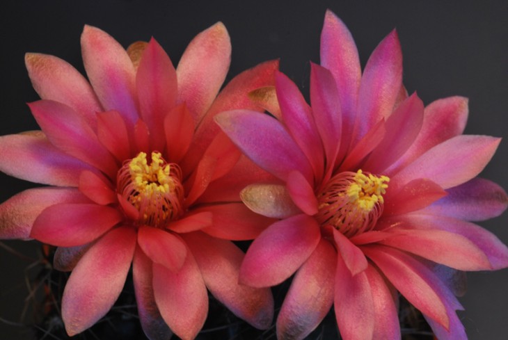 неугомонный товарисч Gymnocalycium baldianum