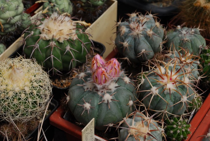 DSC_0609F.jpg